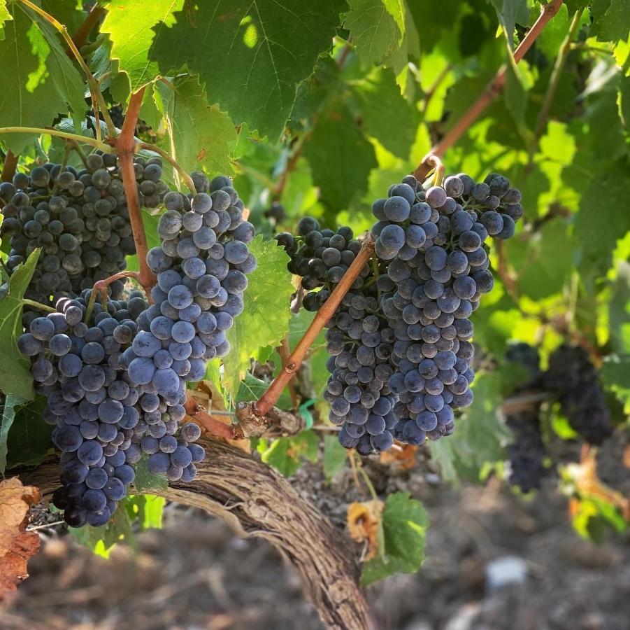 마글리아노 인 토스카나 Fattoria Di Magliano Winery 빌라 외부 사진