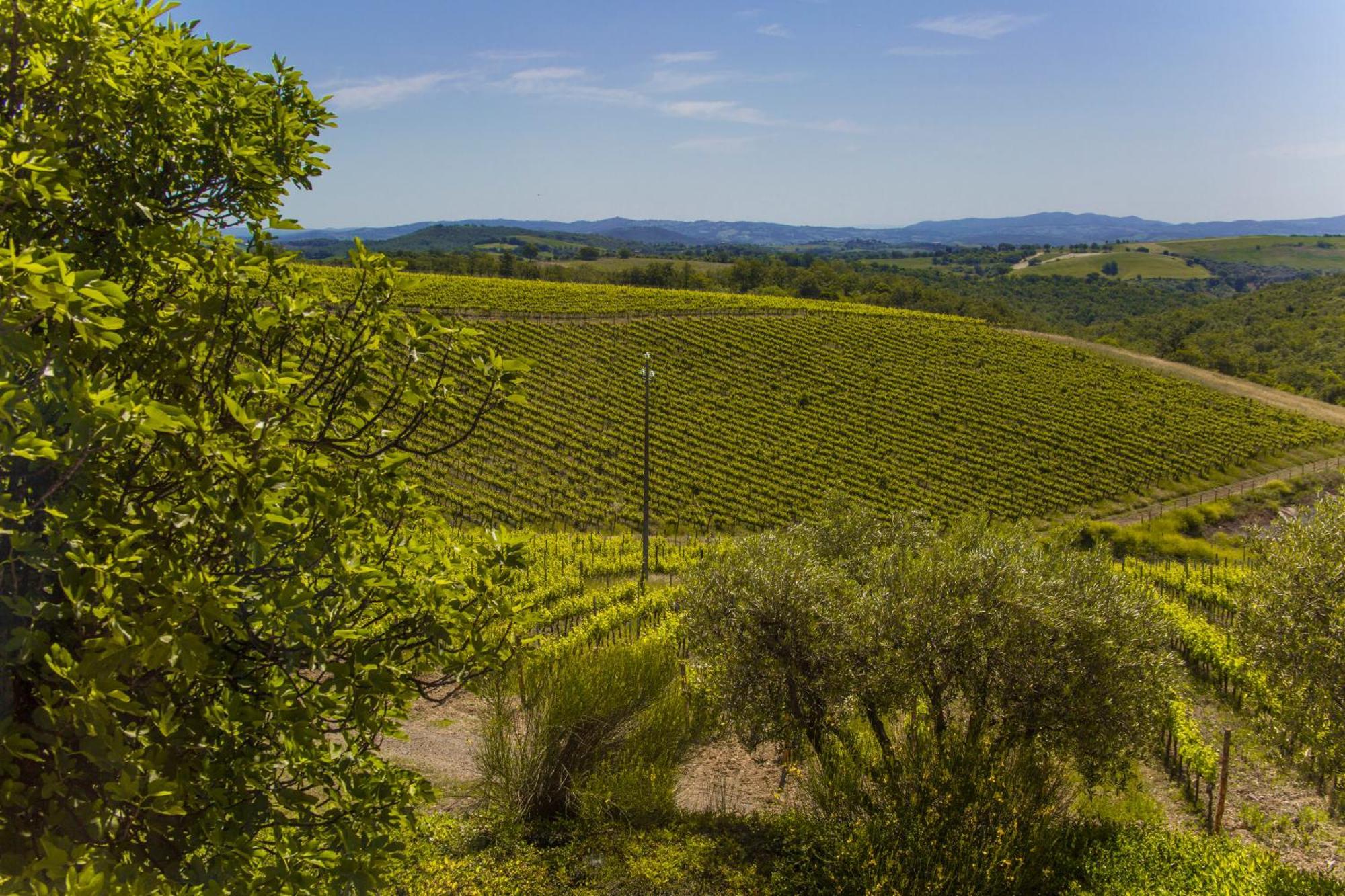 마글리아노 인 토스카나 Fattoria Di Magliano Winery 빌라 객실 사진
