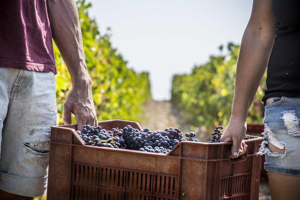 마글리아노 인 토스카나 Fattoria Di Magliano Winery 빌라 외부 사진