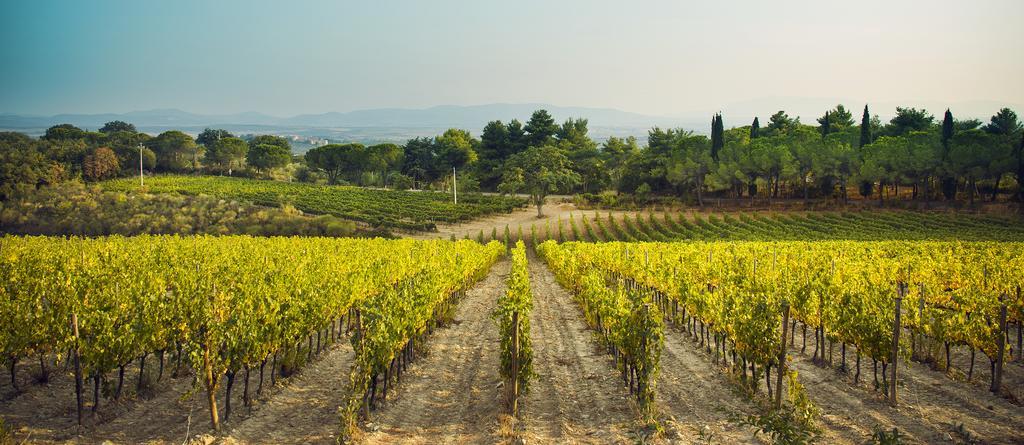 마글리아노 인 토스카나 Fattoria Di Magliano Winery 빌라 외부 사진